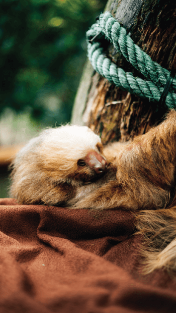 a sloth