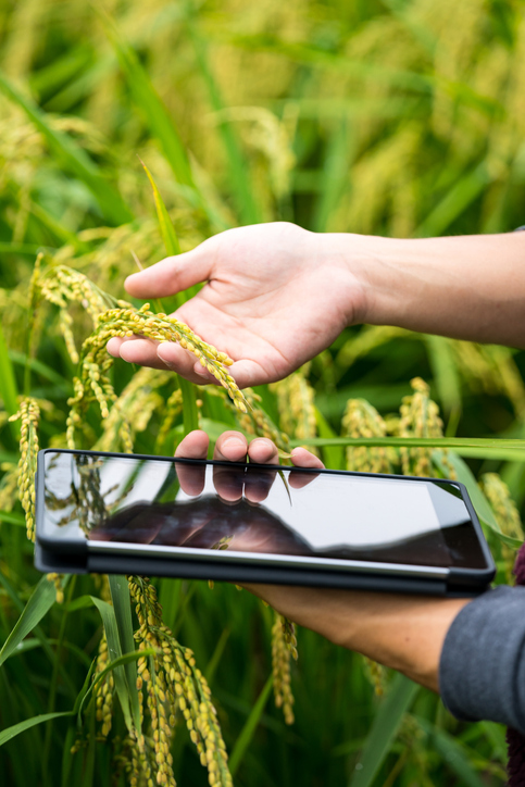 A farmer collecting agricultural data with a digital tablet in a rice crop