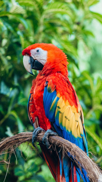 a macaw