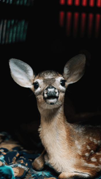 a fawn
